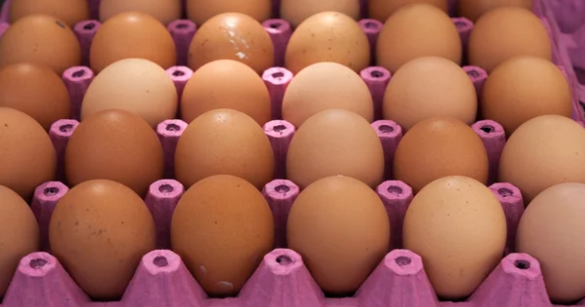Argentina Storms Europe’s Market and Cashes In as Egg Exports Hit the EU Ceiling in Record Time